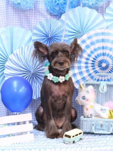 20231105コットンくん